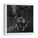Un suave abrazo felino - nebula | Cuadro decorativo de Canvas Lab