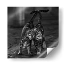 Un suave abrazo felino - nebula | Cuadro decorativo de Canvas Lab