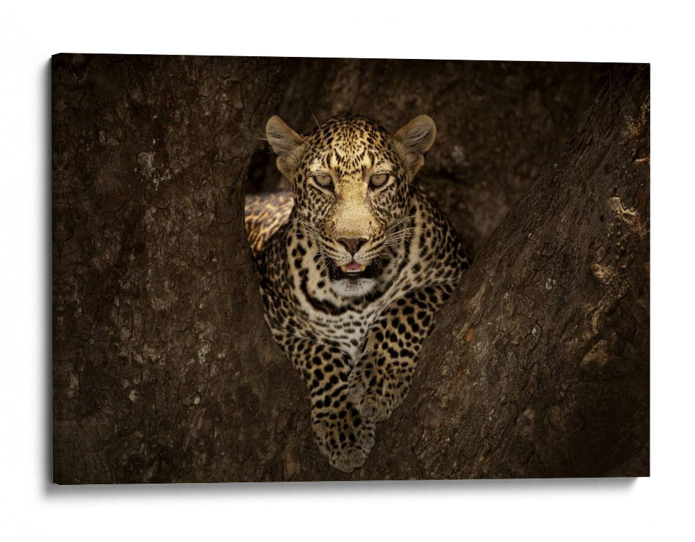 Un leopardo al acecho en un árbol - Ozkan Ozmen / | Cuadro decorativo de Canvas Lab