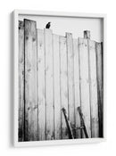Valla para pájaros solitarios - Jurgen Hartlieb | Cuadro decorativo de Canvas Lab