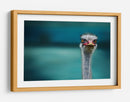 Retrato de avestruz curioso con alto contraste - Piet Flour | Cuadro decorativo de Canvas Lab
