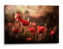 Un campo de amapolas de ensueño con efecto bokeh - Sahar Karami | Cuadro decorativo de Canvas Lab