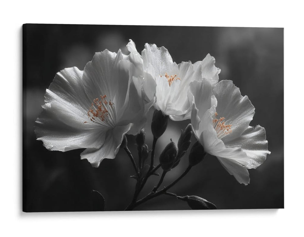 Flores blancas - DIEGO D L | Cuadro decorativo de Canvas Lab