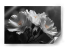 Flores blancas - DIEGO D L | Cuadro decorativo de Canvas Lab