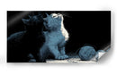 Ying Yang en gatos - DIEGO D L | Cuadro decorativo de Canvas Lab
