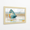 Mariposa en oleo - DIEGO D L | Cuadro decorativo de Canvas Lab