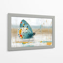 Mariposa en oleo - DIEGO D L | Cuadro decorativo de Canvas Lab