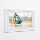 Mariposa en oleo - DIEGO D L | Cuadro decorativo de Canvas Lab