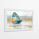 Mariposa en oleo - DIEGO D L | Cuadro decorativo de Canvas Lab