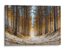 Arboles gigantes - DIEGO D L | Cuadro decorativo de Canvas Lab
