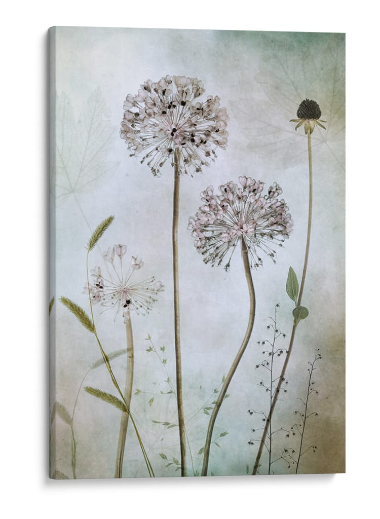 Allium - Mandy Disher | Cuadro decorativo de Canvas Lab