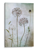 Allium - Mandy Disher | Cuadro decorativo de Canvas Lab