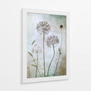 Allium - Mandy Disher | Cuadro decorativo de Canvas Lab