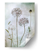 Allium - Mandy Disher | Cuadro decorativo de Canvas Lab