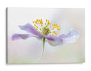 Anémona de madera - Mandy Disher | Cuadro decorativo de Canvas Lab