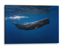 Ballena azul profunda - Barathieu Gabriel | Cuadro decorativo de Canvas Lab