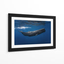 Ballena azul profunda - Barathieu Gabriel | Cuadro decorativo de Canvas Lab