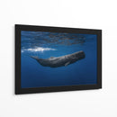 Ballena azul profunda - Barathieu Gabriel | Cuadro decorativo de Canvas Lab