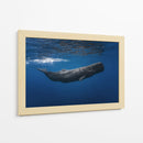 Ballena azul profunda - Barathieu Gabriel | Cuadro decorativo de Canvas Lab