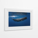 Ballena azul profunda - Barathieu Gabriel | Cuadro decorativo de Canvas Lab