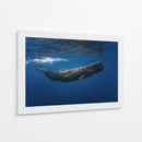 Ballena azul profunda - Barathieu Gabriel | Cuadro decorativo de Canvas Lab