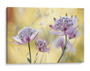 Astrantia mayor - Mandy Disher | Cuadro decorativo de Canvas Lab