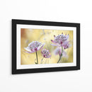 Astrantia mayor - Mandy Disher | Cuadro decorativo de Canvas Lab