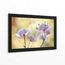 Astrantia mayor - Mandy Disher | Cuadro decorativo de Canvas Lab