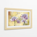 Astrantia mayor - Mandy Disher | Cuadro decorativo de Canvas Lab
