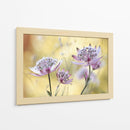 Astrantia mayor - Mandy Disher | Cuadro decorativo de Canvas Lab