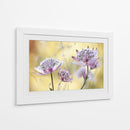 Astrantia mayor - Mandy Disher | Cuadro decorativo de Canvas Lab