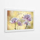 Astrantia mayor - Mandy Disher | Cuadro decorativo de Canvas Lab