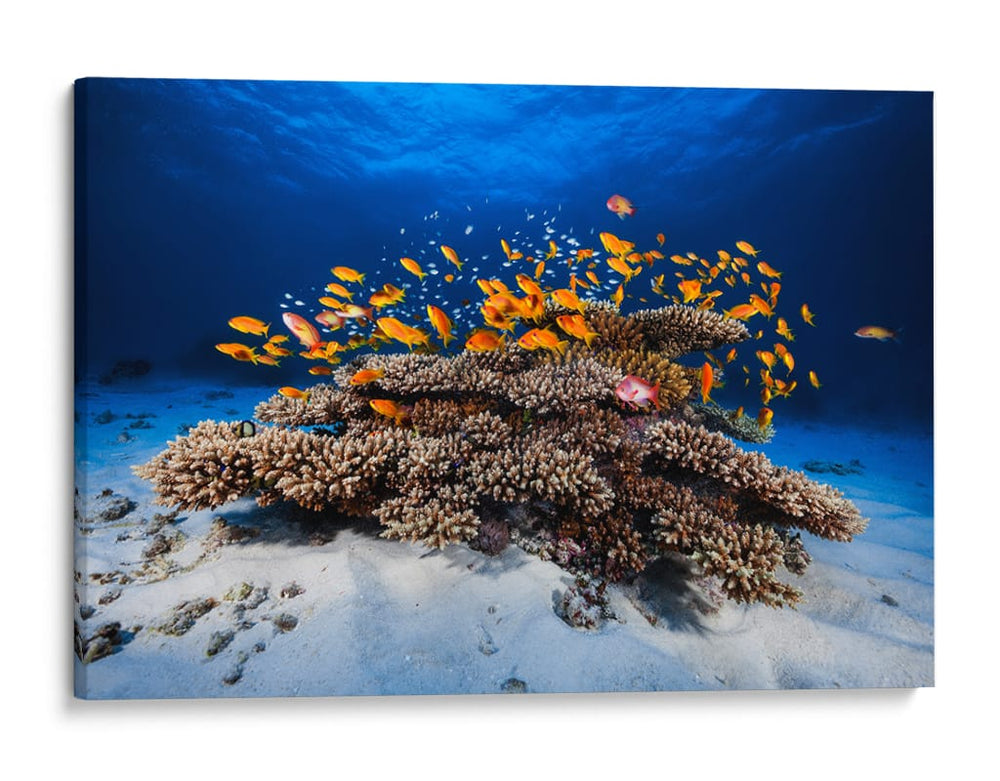 Banco de peces naranjas - Barathieu Gabriel | Cuadro decorativo de Canvas Lab