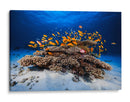 Banco de peces naranjas - Barathieu Gabriel | Cuadro decorativo de Canvas Lab
