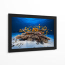 Banco de peces naranjas - Barathieu Gabriel | Cuadro decorativo de Canvas Lab