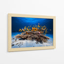 Banco de peces naranjas - Barathieu Gabriel | Cuadro decorativo de Canvas Lab