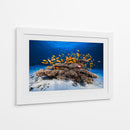 Banco de peces naranjas - Barathieu Gabriel | Cuadro decorativo de Canvas Lab