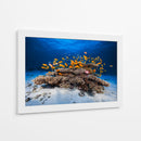 Banco de peces naranjas - Barathieu Gabriel | Cuadro decorativo de Canvas Lab