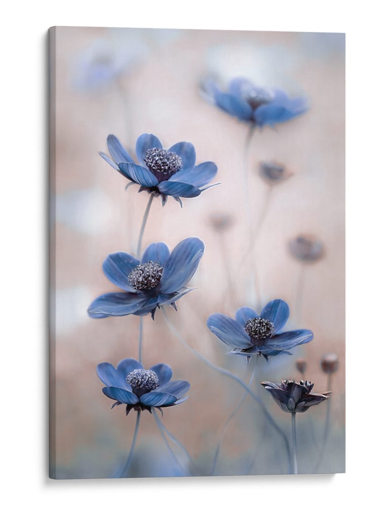 Azul cosmos - Mandy Disher | Cuadro decorativo de Canvas Lab