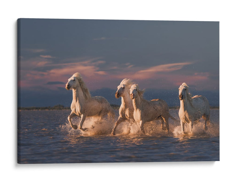 Caballos blancos corriendo - Rostovskiy Anton | Cuadro decorativo de Canvas Lab