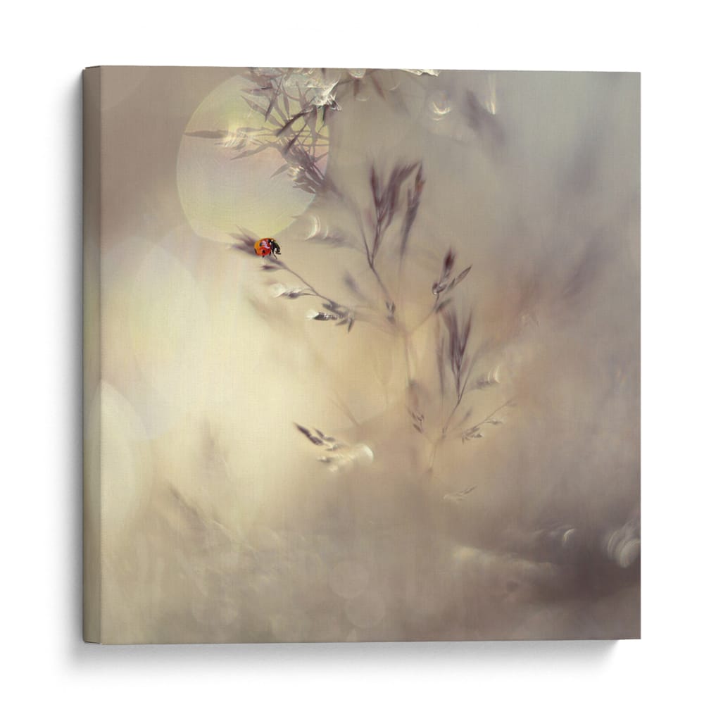 Bokeh de mariquita de ensueño - Heidi Westum | Cuadro decorativo de Canvas Lab