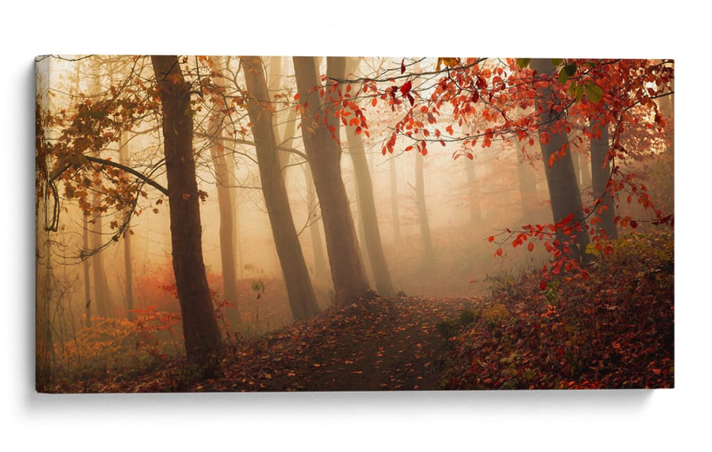 Bosque brumoso de otoño - Leif Londal | Cuadro decorativo de Canvas Lab