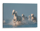 Caballos blancos corriendo salvajes - Rostovskiy Anton | Cuadro decorativo de Canvas Lab