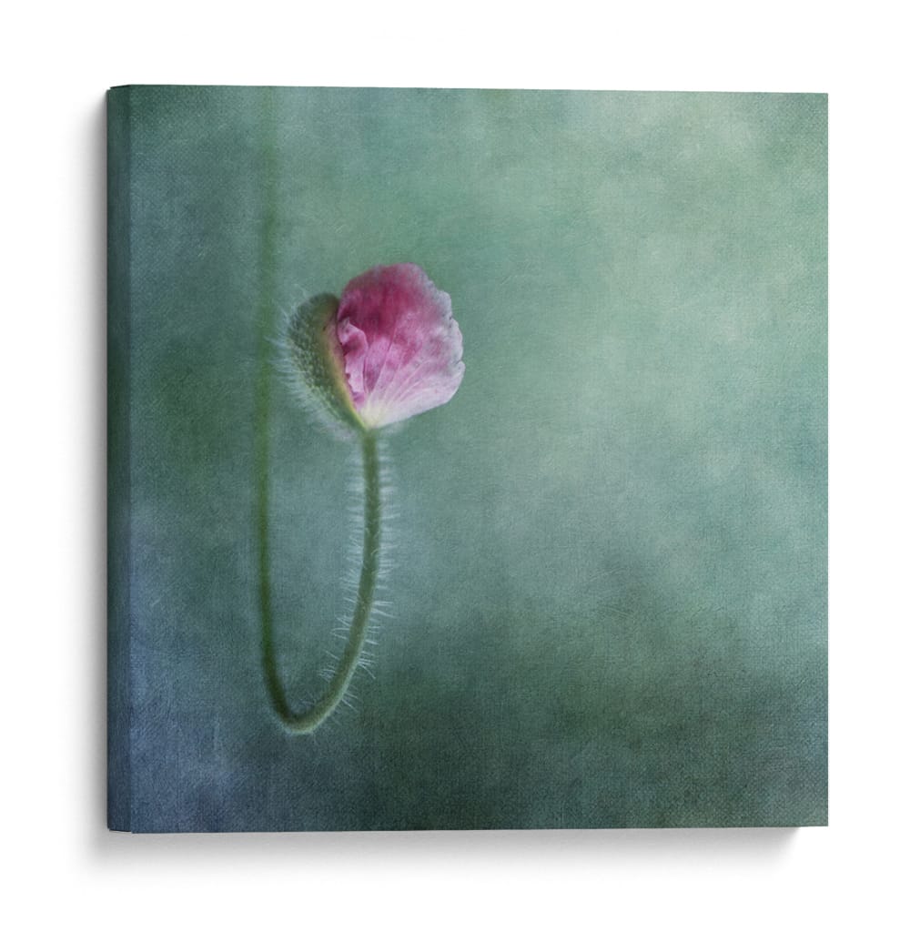 Capullo de amapola rosa suave - Priska Wettstein | Cuadro decorativo de Canvas Lab