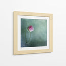 Capullo de amapola rosa suave - Priska Wettstein | Cuadro decorativo de Canvas Lab