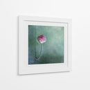 Capullo de amapola rosa suave - Priska Wettstein | Cuadro decorativo de Canvas Lab