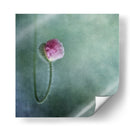 Capullo de amapola rosa suave - Priska Wettstein | Cuadro decorativo de Canvas Lab