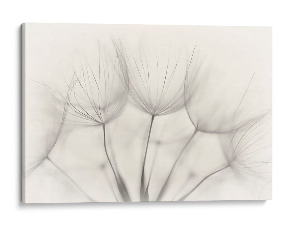Delicadas semillas de diente de león - Jakob Arnholtz | Cuadro decorativo de Canvas Lab