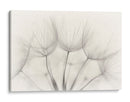 Delicadas semillas de diente de león - Jakob Arnholtz | Cuadro decorativo de Canvas Lab