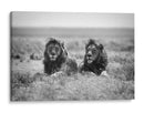 Dos majestuosos leones - Nicolas Merino | Cuadro decorativo de Canvas Lab